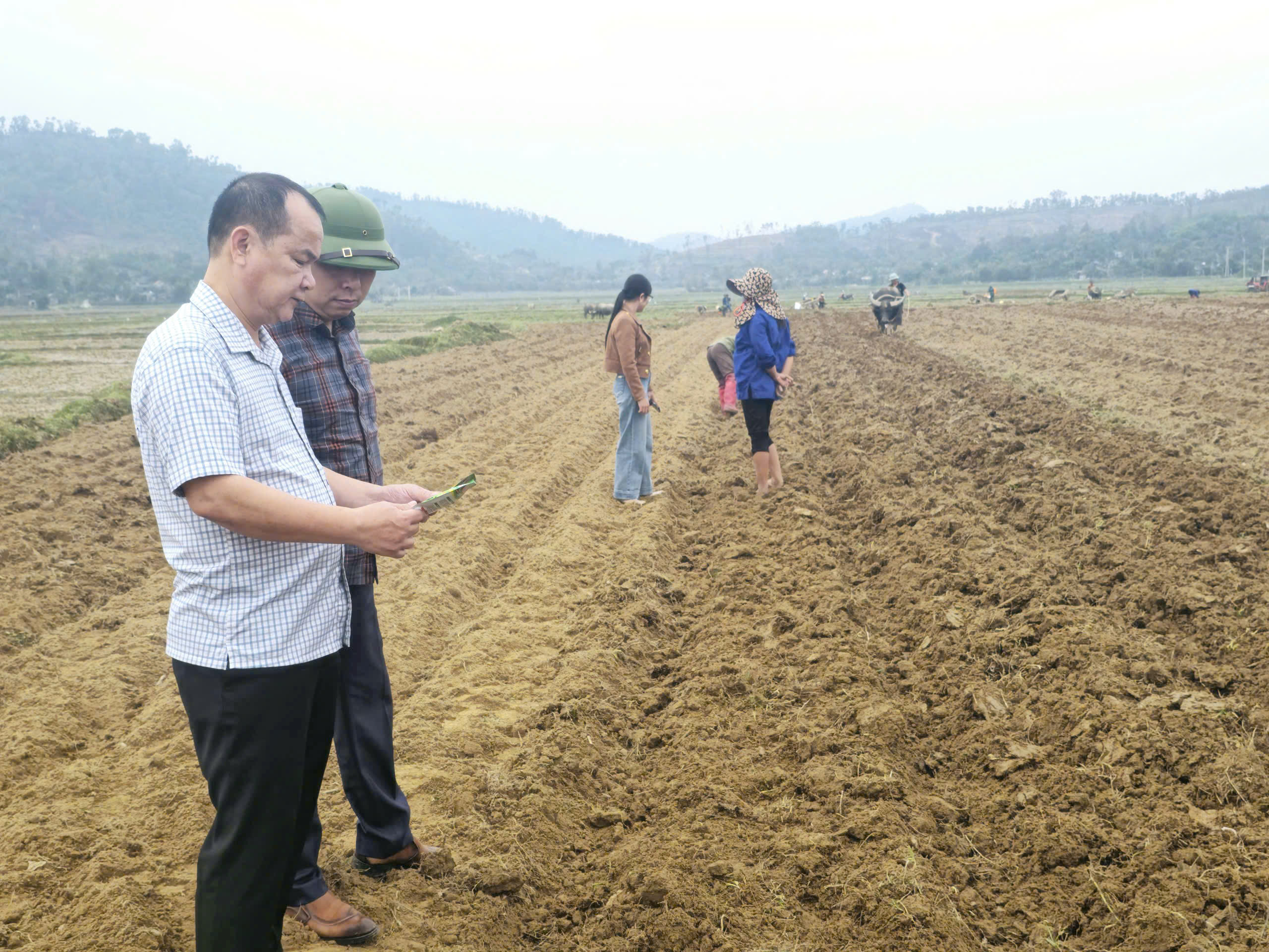 SƠN TIẾN TẬP TRUNG GIEO TRỒNG NGÔ RAU VỤ ĐÔNG XUÂN TRONG ĐIỀU KIỆN THỜI TIẾT THUẬN LỢI